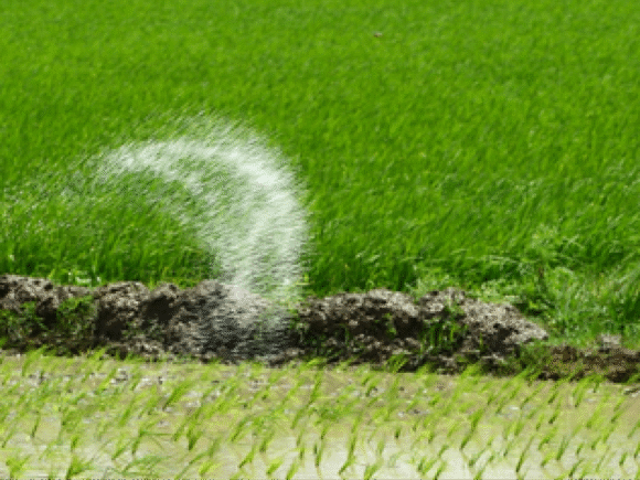 Bringing Food Production Back To Cities